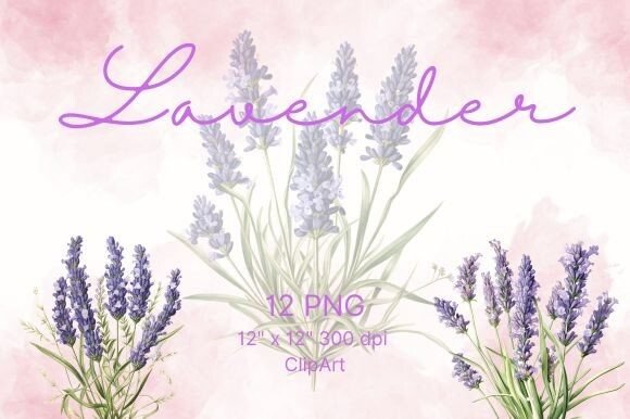 Download Lavender Flower Watercolor - Lavender flower Collection