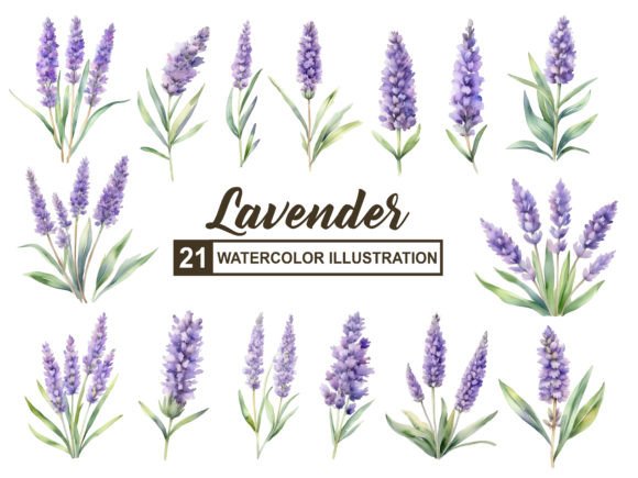 Download Lavender Flower Watercolor - Lavender flower Collection